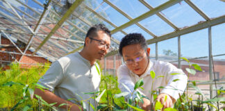 Auburn faculty awarded USDA NIFA grant to research sustainable agroforestry