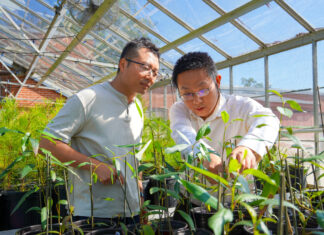 Auburn faculty awarded USDA NIFA grant to research sustainable agroforestry