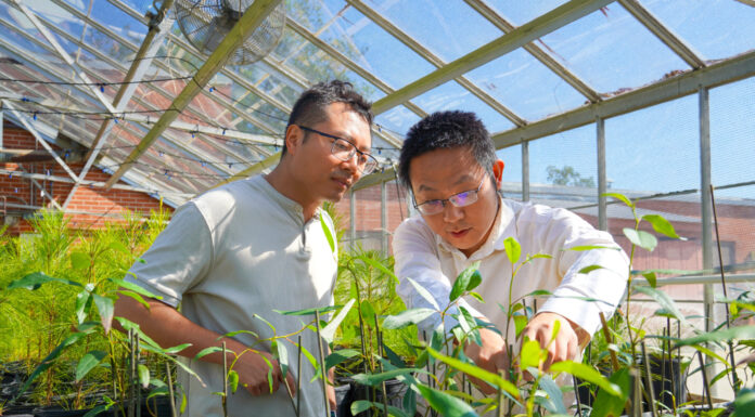 Auburn faculty awarded USDA NIFA grant to research sustainable agroforestry