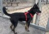 Pet of the week: Louis wants to go home with you