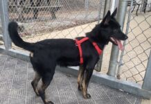 Pet of the week: Louis wants to go home with you