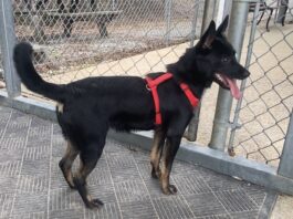 Pet of the week: Louis wants to go home with you