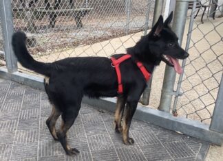 Pet of the week: Louis wants to go home with you