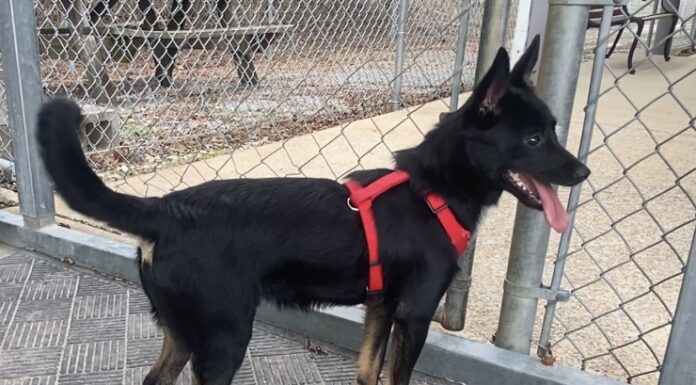 Pet of the week: Louis wants to go home with you