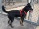 Pet of the week: Louis wants to go home with you