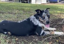 Pet of the week: The one and only Picasso