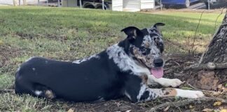 Pet of the week: The one and only Picasso