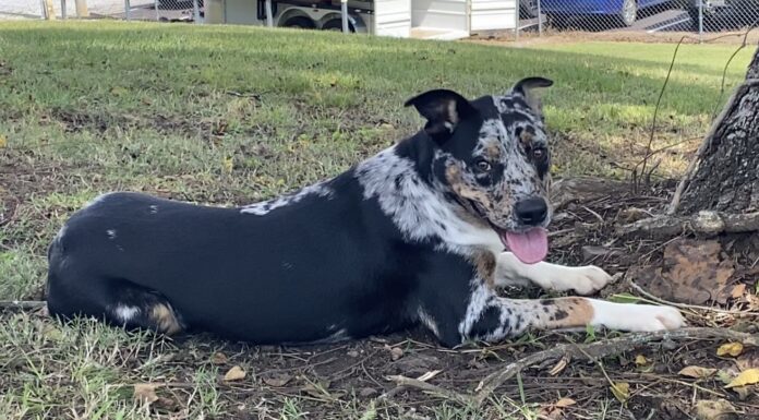 Pet of the week: The one and only Picasso