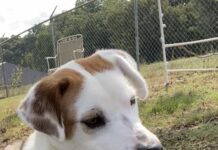 Pet of the week: Mr. Paddy Mahoney