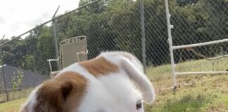 Pet of the week: Mr. Paddy Mahoney