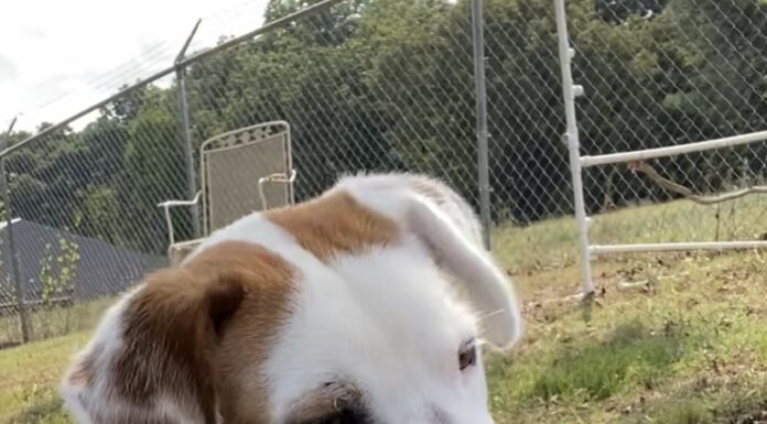 Pet of the week: Mr. Paddy Mahoney