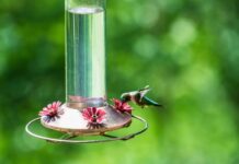 ACES: Fall hummingbird feeder etiquette deters wasps and bees