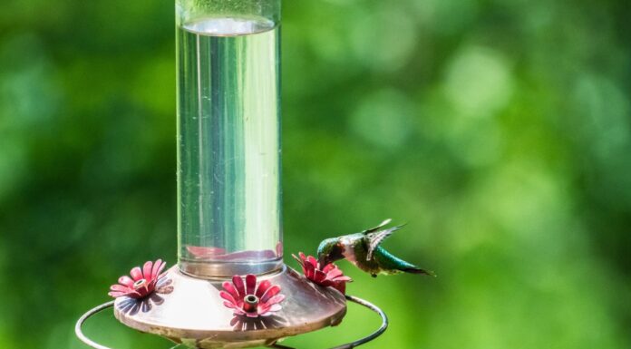 ACES: Fall hummingbird feeder etiquette deters wasps and bees