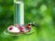ACES: Fall hummingbird feeder etiquette deters wasps and bees