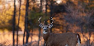 All or nothing: Managing white-tailed deer predators in the Southeast