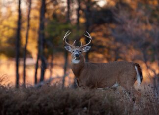 All or nothing: Managing white-tailed deer predators in the Southeast