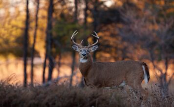 All or nothing: Managing white-tailed deer predators in the Southeast
