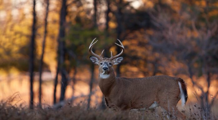 All or nothing: Managing white-tailed deer predators in the Southeast