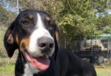 Pet of the week: Not a messy bug, but a Bessy Bug