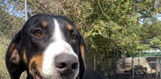 Pet of the week: Not a messy bug, but a Bessy Bug