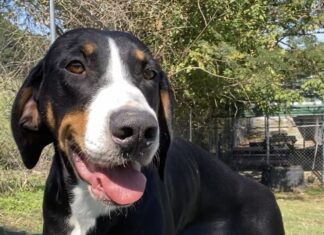 Pet of the week: Not a messy bug, but a Bessy Bug