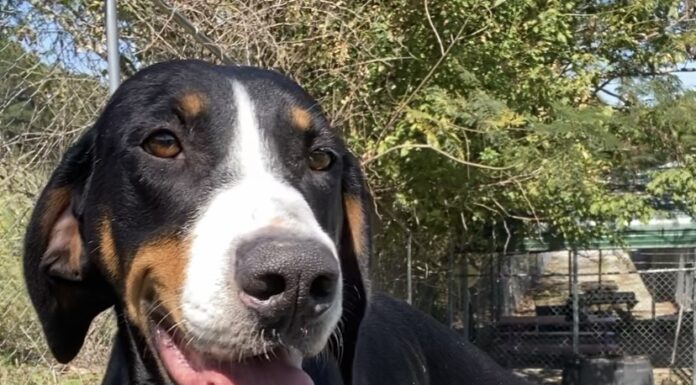 Pet of the week: Not a messy bug, but a Bessy Bug