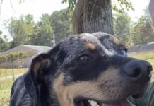 Pet of the week: Colonel Mustard reporting for duty!