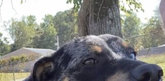 Pet of the week: Colonel Mustard reporting for duty!