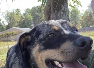 Pet of the week: Colonel Mustard reporting for duty!