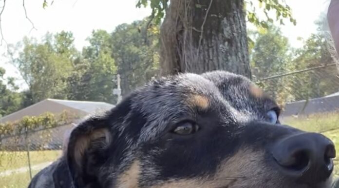 Pet of the week: Colonel Mustard reporting for duty!