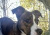 Pet of the week: Just a lil Peanut