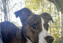 Pet of the week: Just a lil Peanut