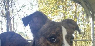 Pet of the week: Just a lil Peanut