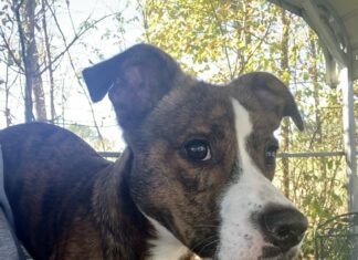 Pet of the week: Just a lil Peanut