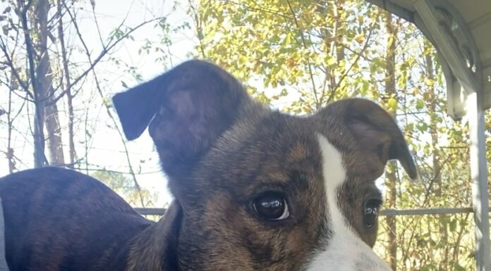 Pet of the week: Just a lil Peanut