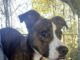 Pet of the week: Just a lil Peanut