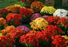 Fall mums: A survival guide