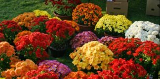 Fall mums: A survival guide