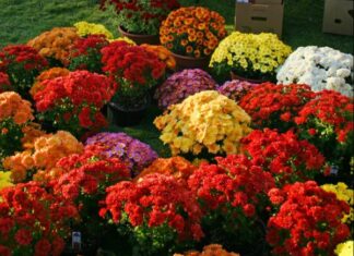 Fall mums: A survival guide