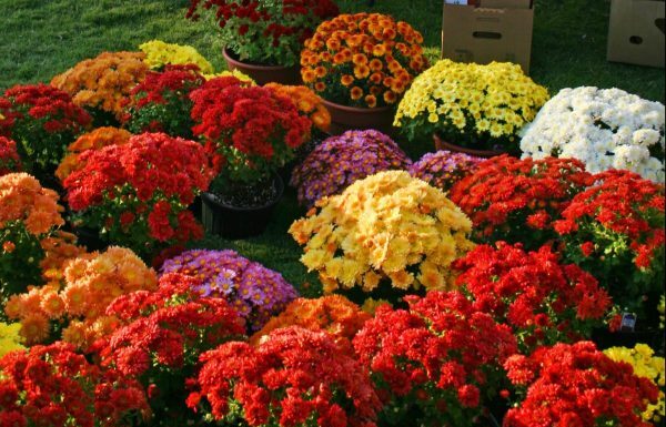 Fall mums: A survival guide