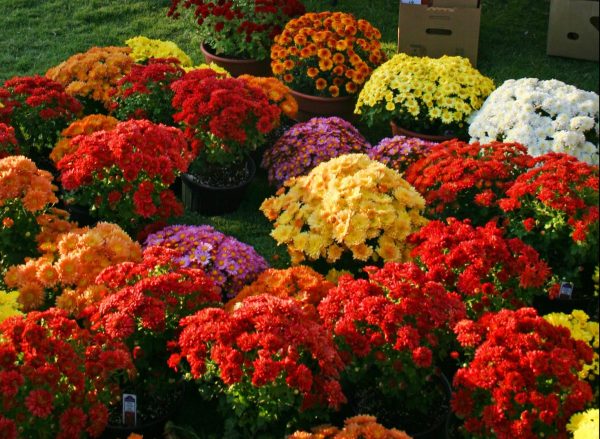 50324785016_4e619d8304_o-scaled-e1631724294360-600x439