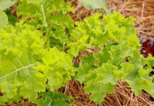 ACES: Prepare outdoor plants and gardens for lower fall temperatures