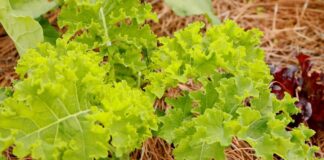 ACES: Prepare outdoor plants and gardens for lower fall temperatures