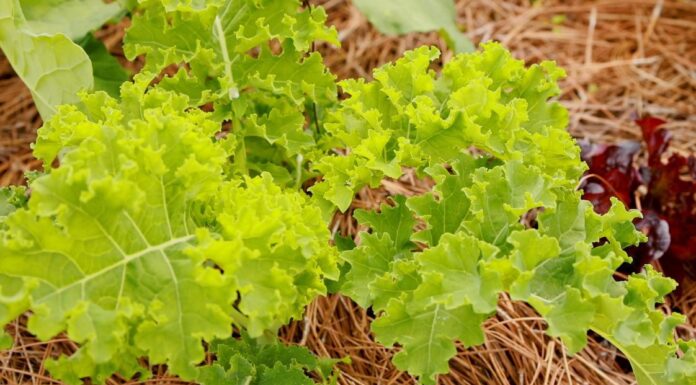 ACES: Prepare outdoor plants and gardens for lower fall temperatures