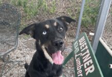 Pet of the week: New opportunities await with Heidi by your side