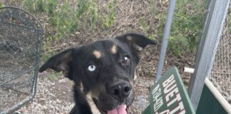 Pet of the week: New opportunities await with Heidi by your side