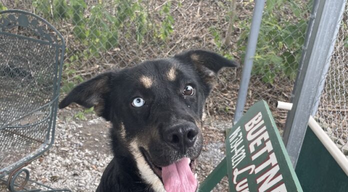 Pet of the week: New opportunities await with Heidi by your side