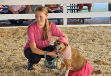 Cats, dogs and rabbits, oh my!