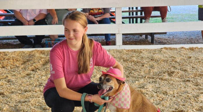 Cats, dogs and rabbits, oh my!