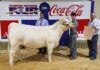 Local youth win during Alabama National Fair Livestock Shows